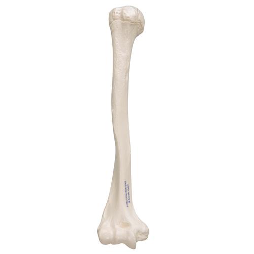 Humerus - Hand and Arm Skeleton Models | Human Bone Model ...