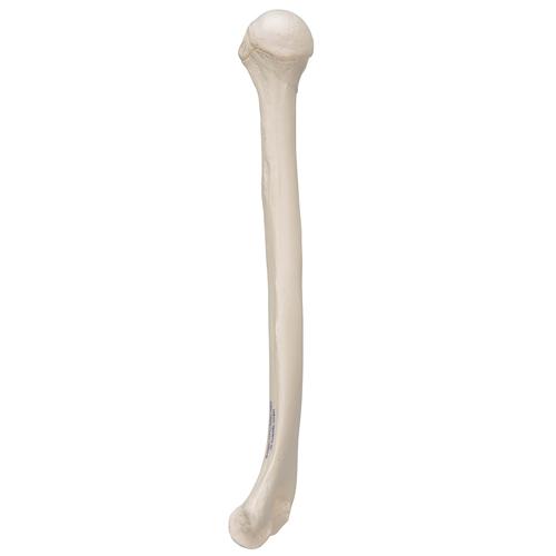 상완골  Human Humerus Model, 1019372 [A45/1], 팔 및 손 골격 모형