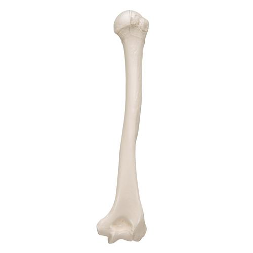 상완골  Human Humerus Model, 1019372 [A45/1], 팔 및 손 골격 모형