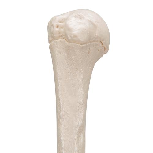 상완골  Human Humerus Model, 1019372 [A45/1], 팔 및 손 골격 모형