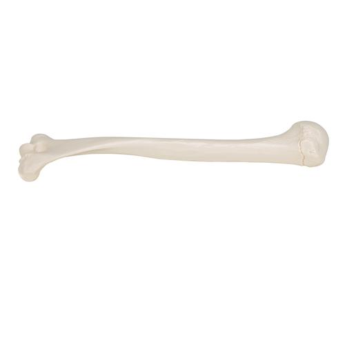 상완골  Human Humerus Model, 1019372 [A45/1], 팔 및 손 골격 모형