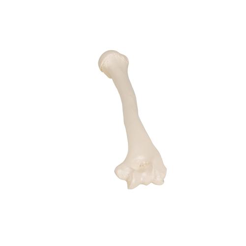 상완골  Human Humerus Model, 1019372 [A45/1], 팔 및 손 골격 모형