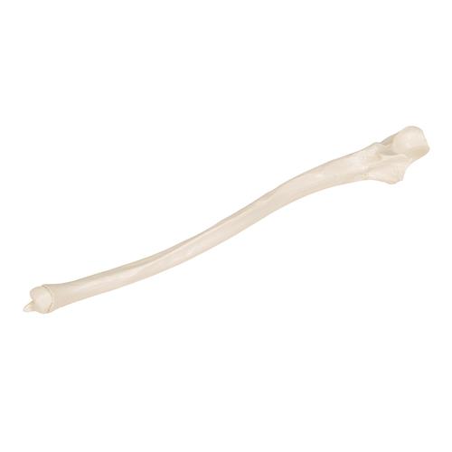 Human Ulna Model, 1019373 [A45/2], Arm and Hand Skeleton Models