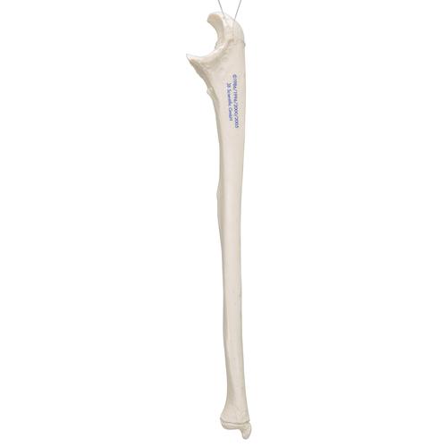 Human Ulna Model, 1019373 [A45/2], Arm and Hand Skeleton Models