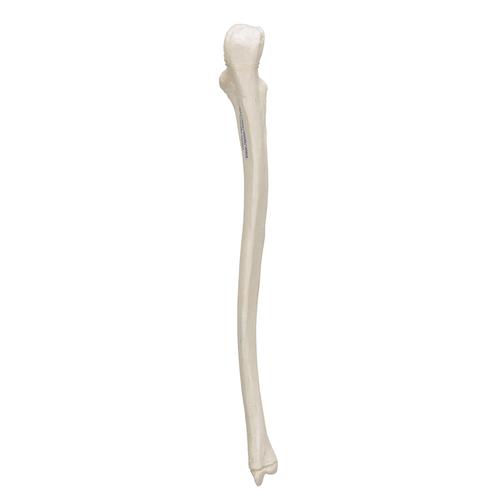 Human Ulna Model, 1019373 [A45/2], Arm and Hand Skeleton Models