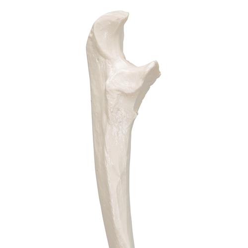 Human Ulna Model, 1019373 [A45/2], Arm and Hand Skeleton Models