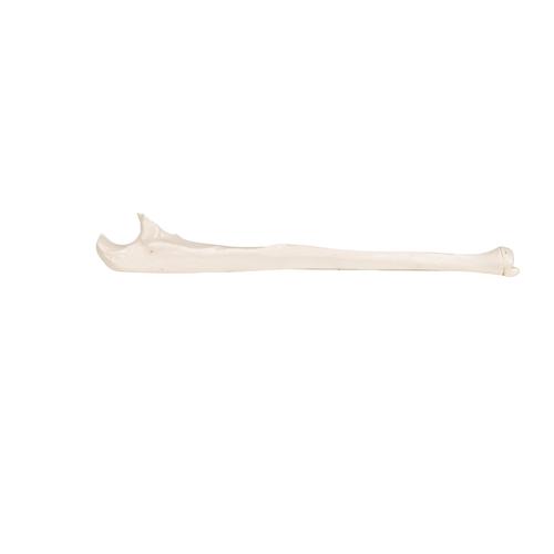 Human Ulna Model, 1019373 [A45/2], Arm and Hand Skeleton Models