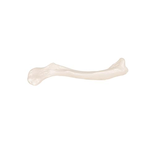 Human Clavicle Model, 1019376 [A45/5], Individual Bone Models