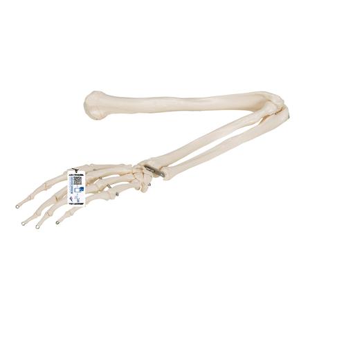 Human Arm Skeleton Model, Wire Mounted, 1019371 [A45], Arm and Hand Skeleton Models