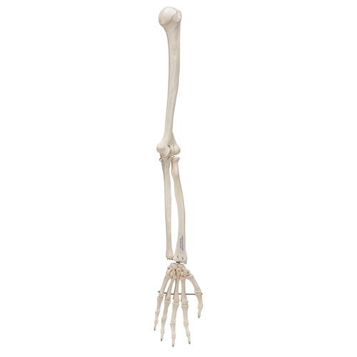 Human Arm Skeleton Model, Wire Mounted, 1019371 [A45], Arm and Hand Skeleton Models