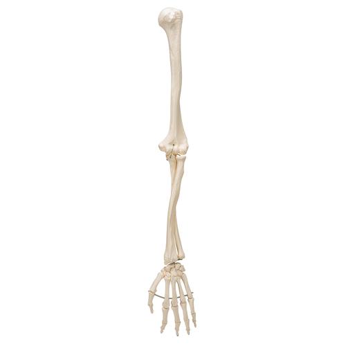 Human Arm Skeleton Model, Wire Mounted, 1019371 [A45], Arm and Hand Skeleton Models