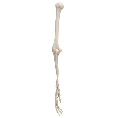 Human Arm Skeleton Model, Wire Mounted, 1019371 [A45], Arm and Hand Skeleton Models