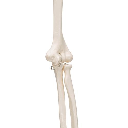 İnsan Kol İskeleti Modeli, Tel Montajlı - 3B Smart Anatomy, 1019371 [A45], El ve kol iskelet modelleri