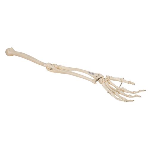 Human Arm Skeleton Model, Wire Mounted, 1019371 [A45], Arm and Hand Skeleton Models