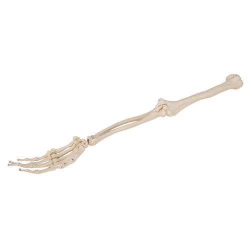 Human Arm Skeleton Model, Wire Mounted, 1019371 [A45], Arm and Hand Skeleton Models