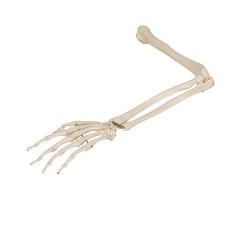 Human Arm Skeleton Model, Wire Mounted, 1019371 [A45], Arm and Hand Skeleton Models