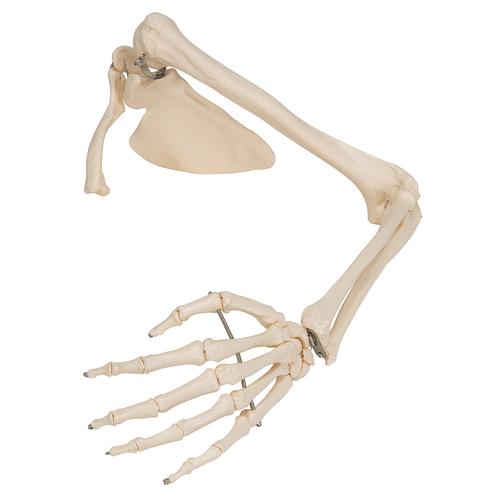 Human Arm Skeleton Model with Scapula & Clavicle, 1019377 [A46], Arm and Hand Skeleton Models