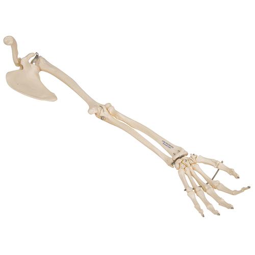 Human Arm Skeleton Model with Scapula & Clavicle, 1019377 [A46], Arm and Hand Skeleton Models