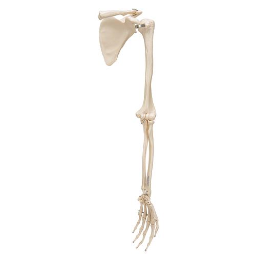 Human Arm Skeleton Model with Scapula & Clavicle, 1019377 [A46], Arm and Hand Skeleton Models