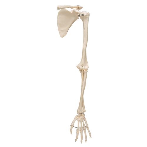 Human Arm Skeleton Model with Scapula & Clavicle, 1019377 [A46], Arm and Hand Skeleton Models