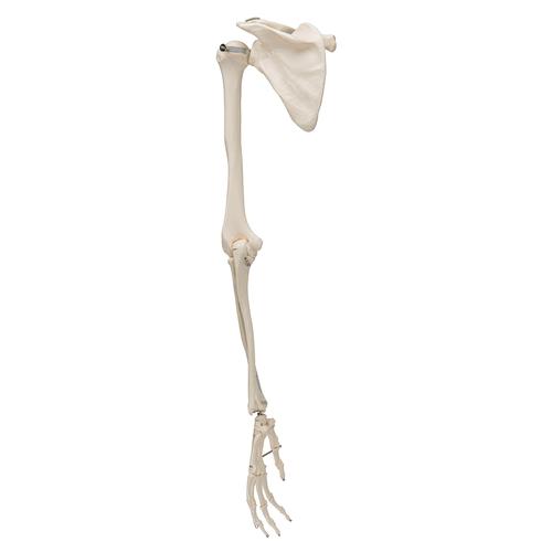 Human Arm Skeleton Model with Scapula & Clavicle, 1019377 [A46], Arm and Hand Skeleton Models