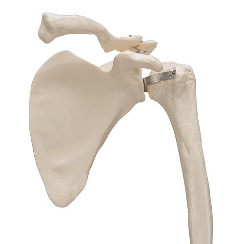 Squelette du membre supérieur avec scapula (omoplate) et clavicule, 1019377 [A46], Squelettes des membres supérieurs