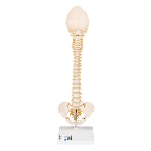 소아 척추 모형 BONElike Child's Vertebral Column Model, 1000118 [A52], 인체 척추 모형