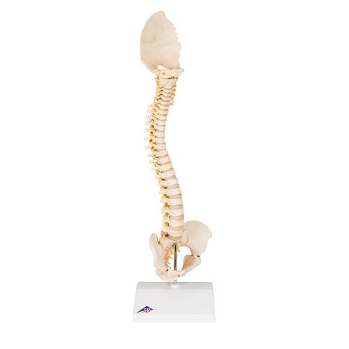 소아 척추 모형 BONElike Child's Vertebral Column Model, 1000118 [A52], 인체 척추 모형