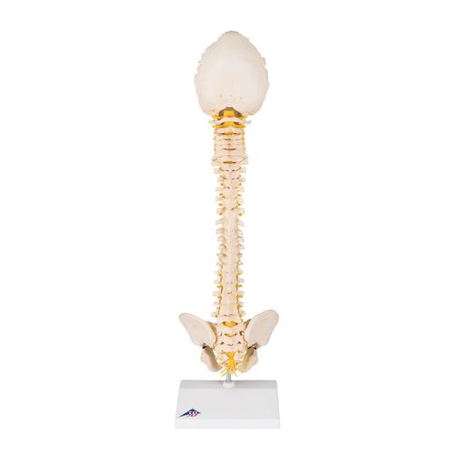 소아 척추 모형 BONElike Child's Vertebral Column Model, 1000118 [A52], 인체 척추 모형