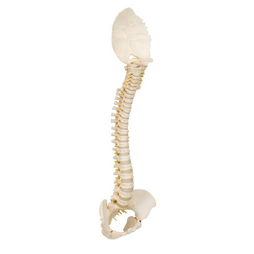 소아 척추 모형 BONElike Child's Vertebral Column Model, 1000118 [A52], 인체 척추 모형