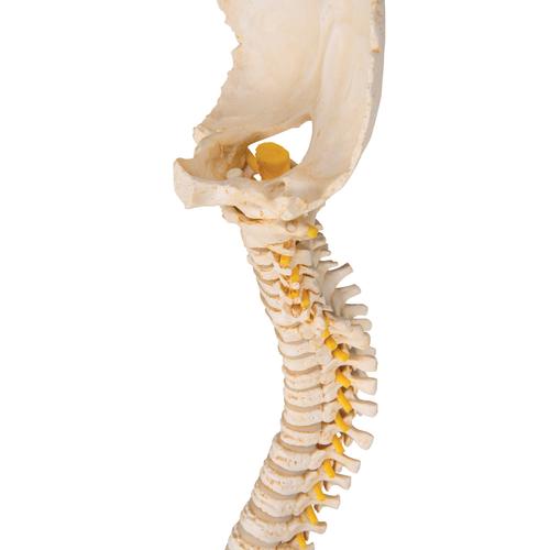 소아 척추 모형 BONElike Child's Vertebral Column Model, 1000118 [A52], 인체 척추 모형