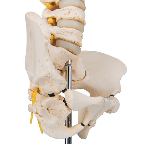 Colonna vertebrale infantile di qualità 3B BONElike, 1000118 [A52], Modelli di Colonna Vertebrale