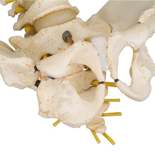 Colonna vertebrale infantile di qualità 3B BONElike, 1000118 [A52], Modelli di Colonna Vertebrale