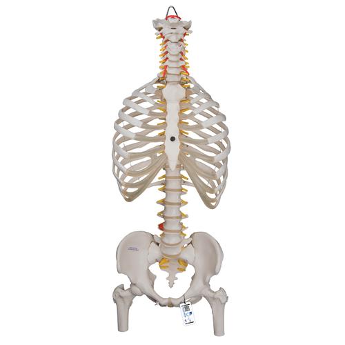 Classic Flexible Human Spine Model with Ribs & Femur Heads, 1000120 [A56/2], Human Spine Models