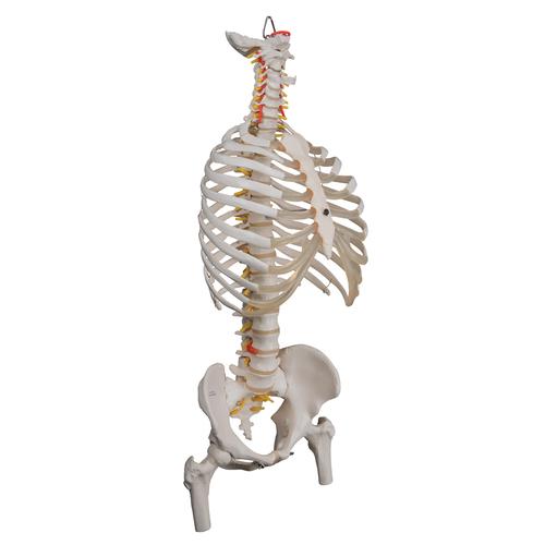 유연한 척추 모형; 흉곽, 대퇴골 포함 Classic Flexible Human Spine Model with Ribs & Femur Heads, 1000120 [A56/2], 인체 척추 모형