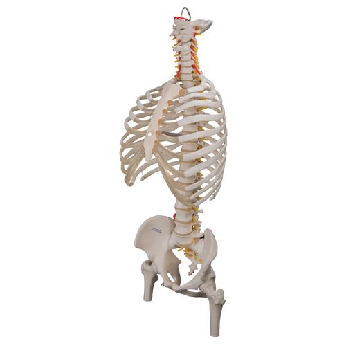 유연한 척추 모형; 흉곽, 대퇴골 포함 Classic Flexible Human Spine Model with Ribs & Femur Heads, 1000120 [A56/2], 인체 척추 모형