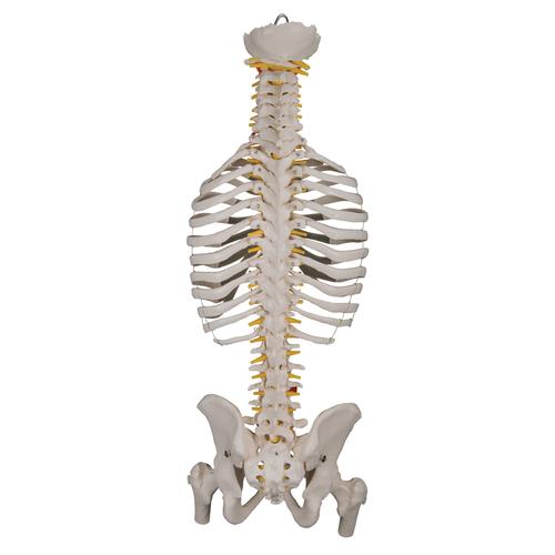 Classic Flexible Human Spine Model with Ribs & Femur Heads, 1000120 [A56/2], Human Spine Models