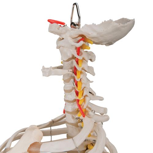 Classic Flexible Human Spine Model with Ribs & Femur Heads, 1000120 [A56/2], Human Spine Models