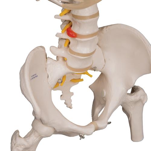 Classic Flexible Human Spine Model with Ribs & Femur Heads, 1000120 [A56/2], Human Spine Models