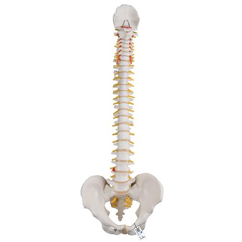 Classic Flexible Human Spine Model, 1000121 [A58/1], Human Spine Models