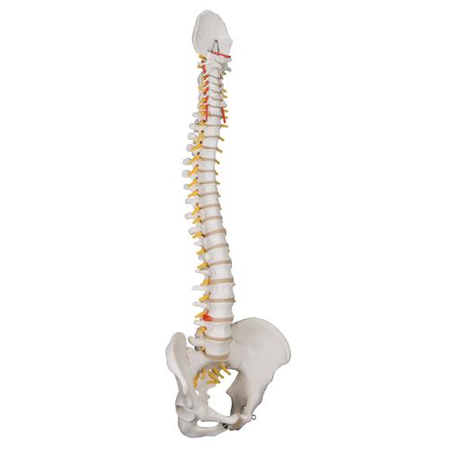 Classic Flexible Human Spine Model, 1000121 [A58/1], Human Spine Models