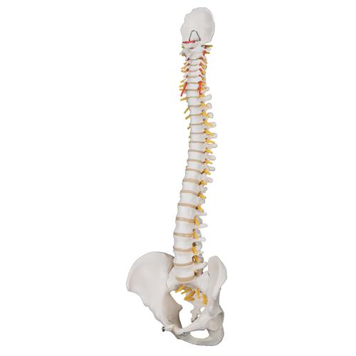 Classic Flexible Human Spine Model, 1000121 [A58/1], Human Spine Models