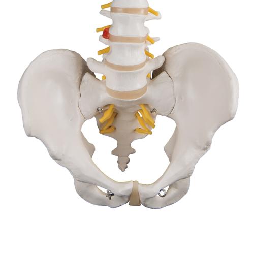 Classic Flexible Human Spine Model, 1000121 [A58/1], Human Spine Models