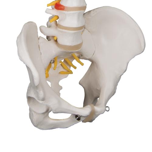 Classic Flexible Human Spine Model, 1000121 [A58/1], Human Spine Models