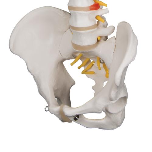 Classic Flexible Human Spine Model, 1000121 [A58/1], Human Spine Models