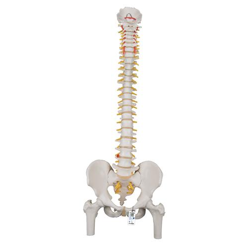 Classic Flexible Human Spine Model with Femur Heads, 1000122 [A58/2], Human Spine Models