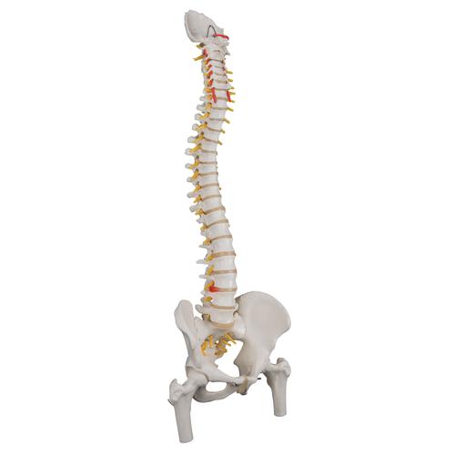 Classic Flexible Human Spine Model with Femur Heads, 1000122 [A58/2], Human Spine Models