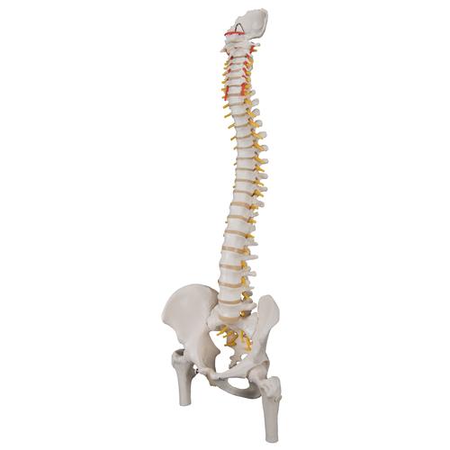 Classic Flexible Human Spine Model with Femur Heads, 1000122 [A58/2], Human Spine Models