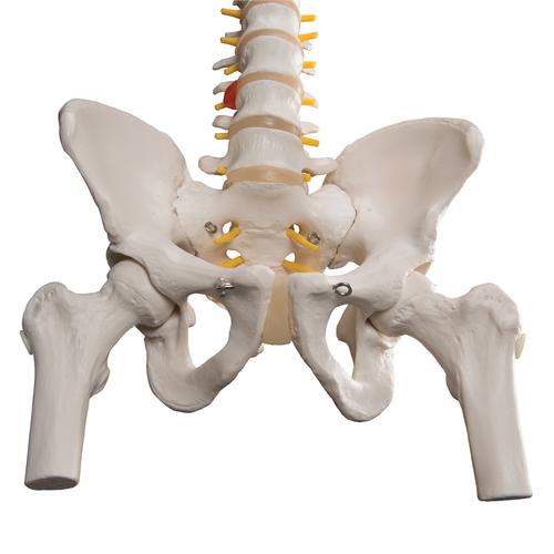 Classic Flexible Human Spine Model with Femur Heads, 1000122 [A58/2], Human Spine Models