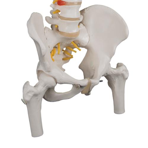 Classic Flexible Human Spine Model with Femur Heads, 1000122 [A58/2], Human Spine Models